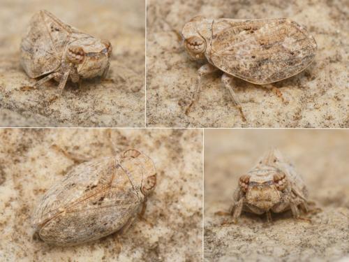 Latilica maculipes